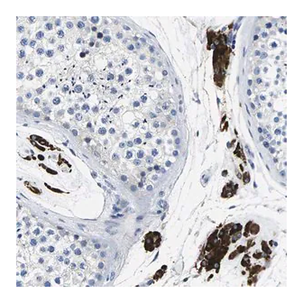 Merck Anti-TSPAN2 antibody produced in rabbit