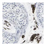 Merck Anti-TSPAN2 antibody produced in rabbit