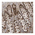 Merck Anti-TMBIM1 antibody produced in rabbit