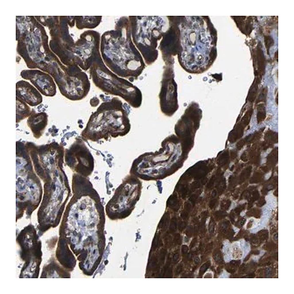 Merck Anti-P3H2 antibody produced in rabbit