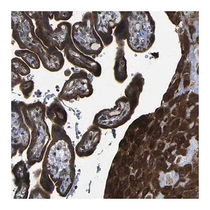 Merck Anti-P3H2 antibody produced in rabbit