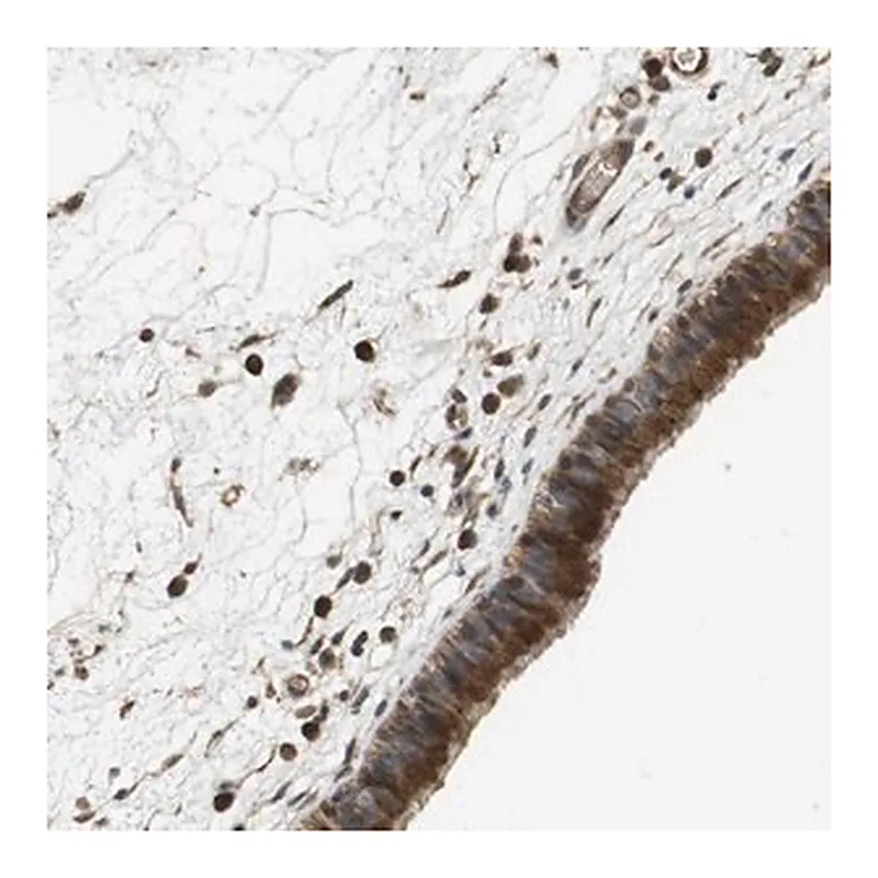 Merck Anti-PCDHB10 antibody produced in rabbit