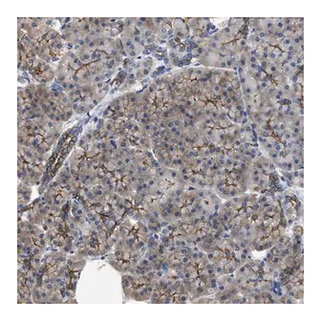 Merck Anti-CDPF1 antibody produced in rabbit