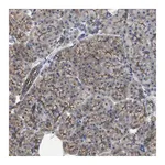 Merck Anti-CDPF1 antibody produced in rabbit