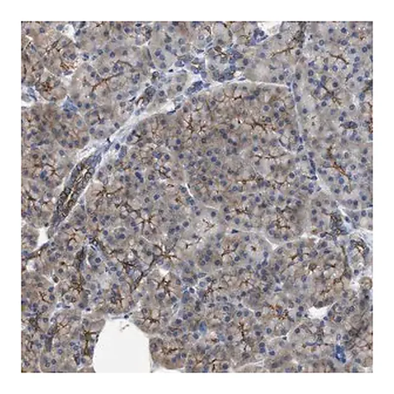Merck Anti-CDPF1 antibody produced in rabbit