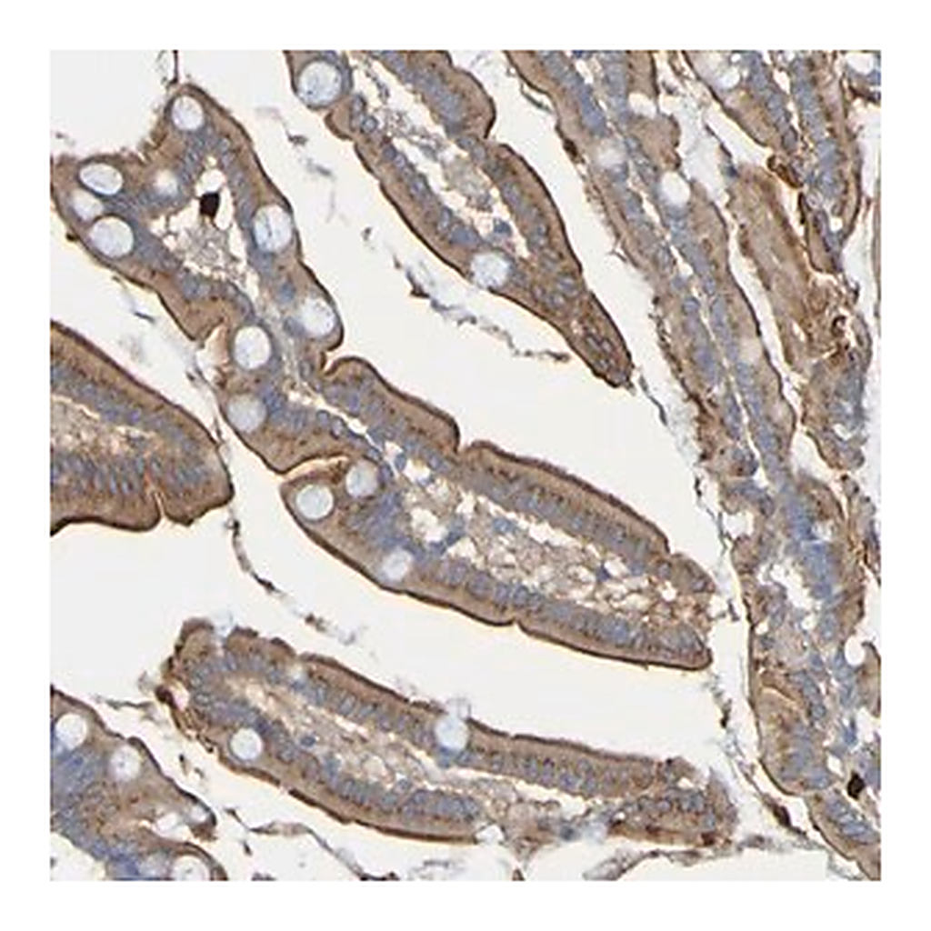 Merck Anti-C11orf24 antibody produced in rabbit