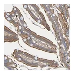 Merck Anti-C11orf24 antibody produced in rabbit