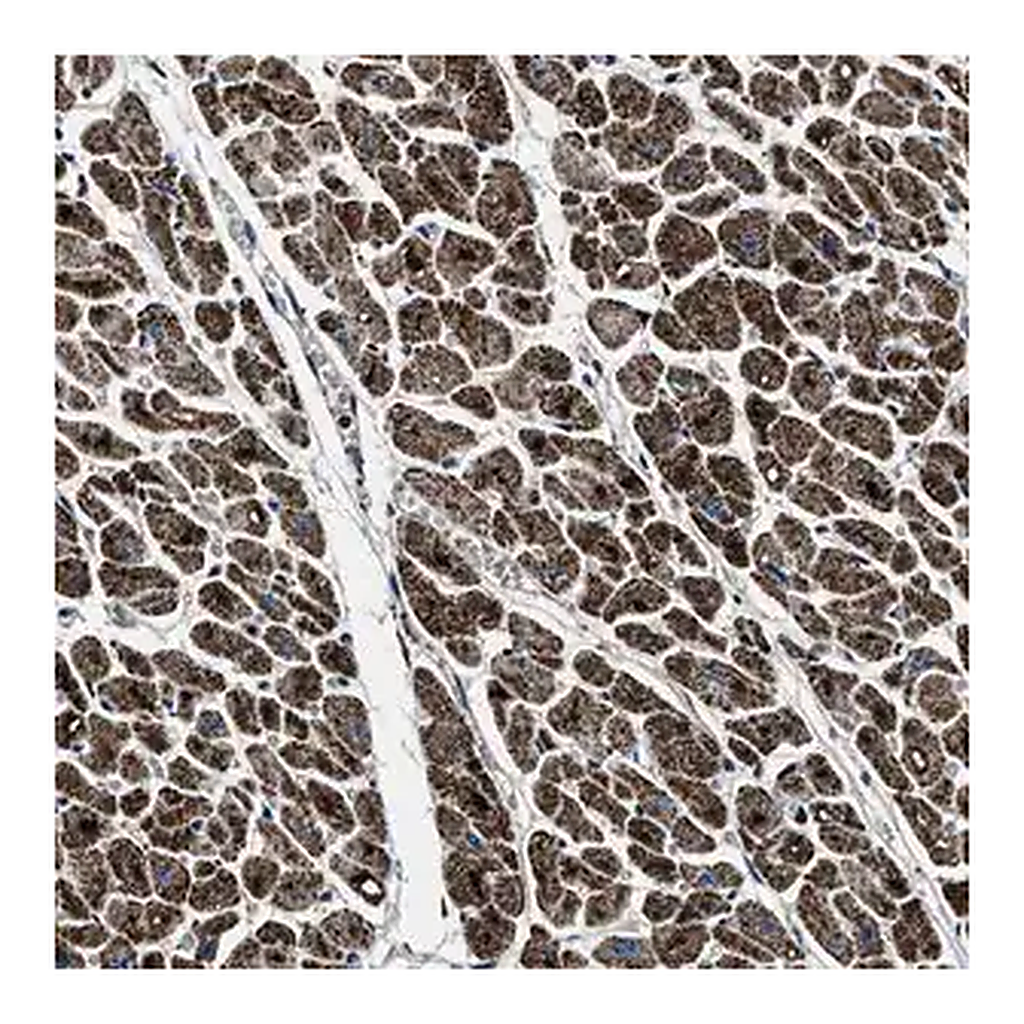 Merck Anti-OGDH antibody produced in rabbit