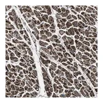 Merck Anti-OGDH antibody produced in rabbit