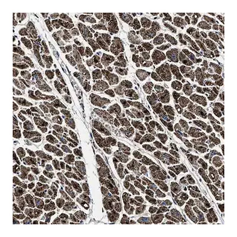 Merck Anti-OGDH antibody produced in rabbit