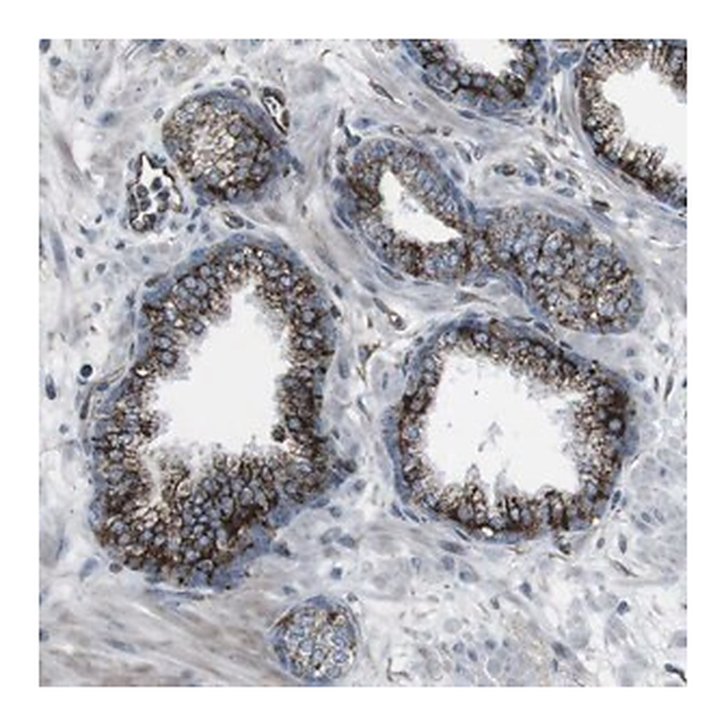 Merck Anti-TMEM141 antibody produced in rabbit