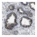 Merck Anti-TMEM141 antibody produced in rabbit