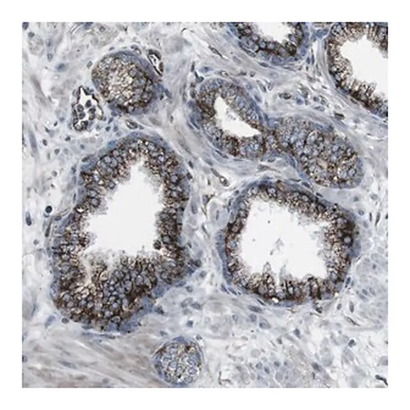 Merck Anti-TMEM141 antibody produced in rabbit