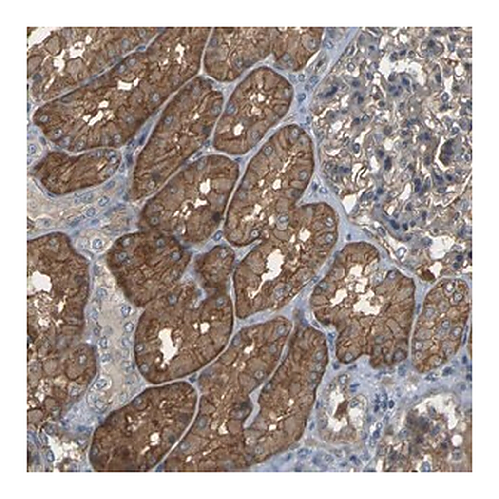 Merck Anti-SLC13A3 antibody produced in rabbit