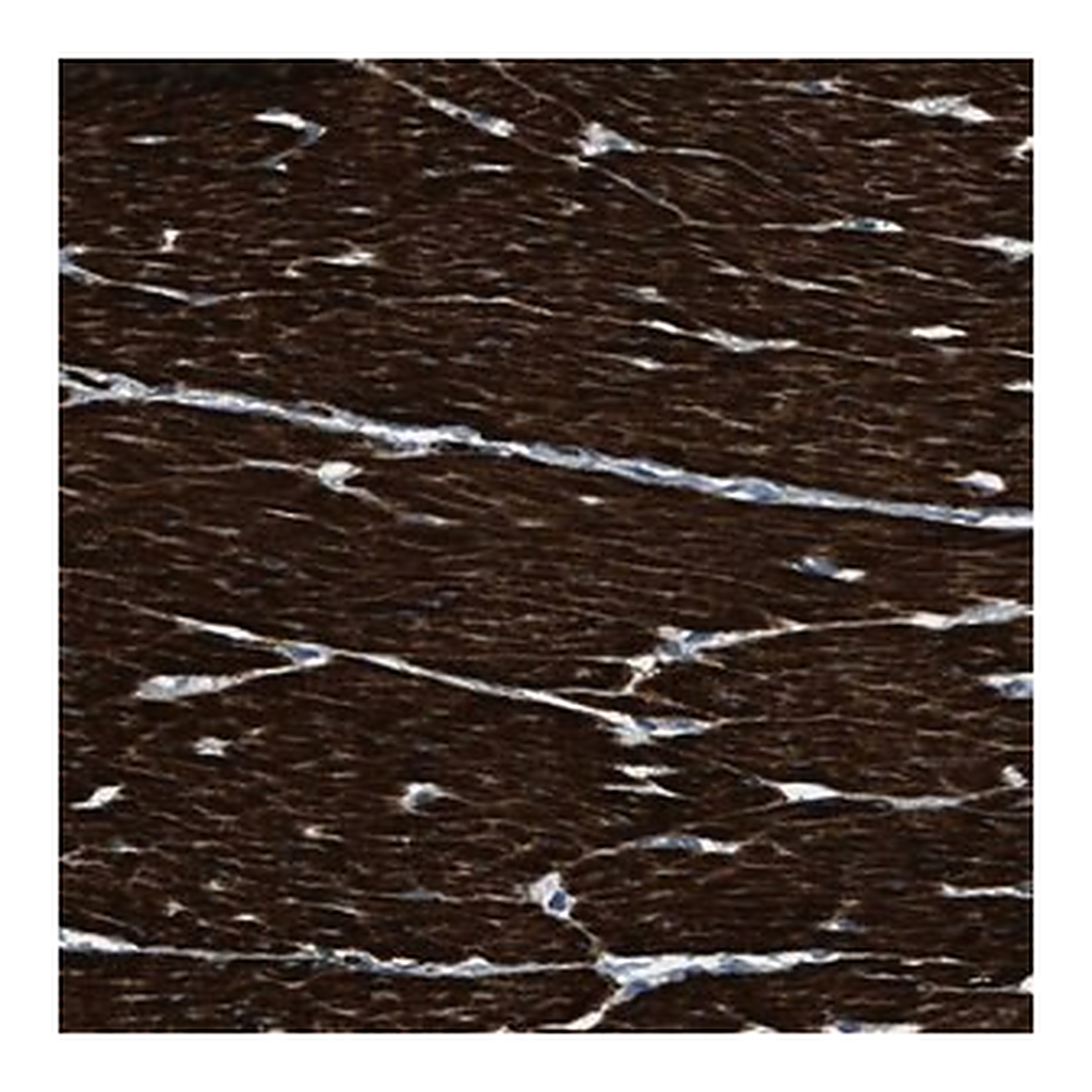 Merck Anti-LMBR1 antibody produced in rabbit