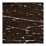 Merck Anti-LMBR1 antibody produced in rabbit