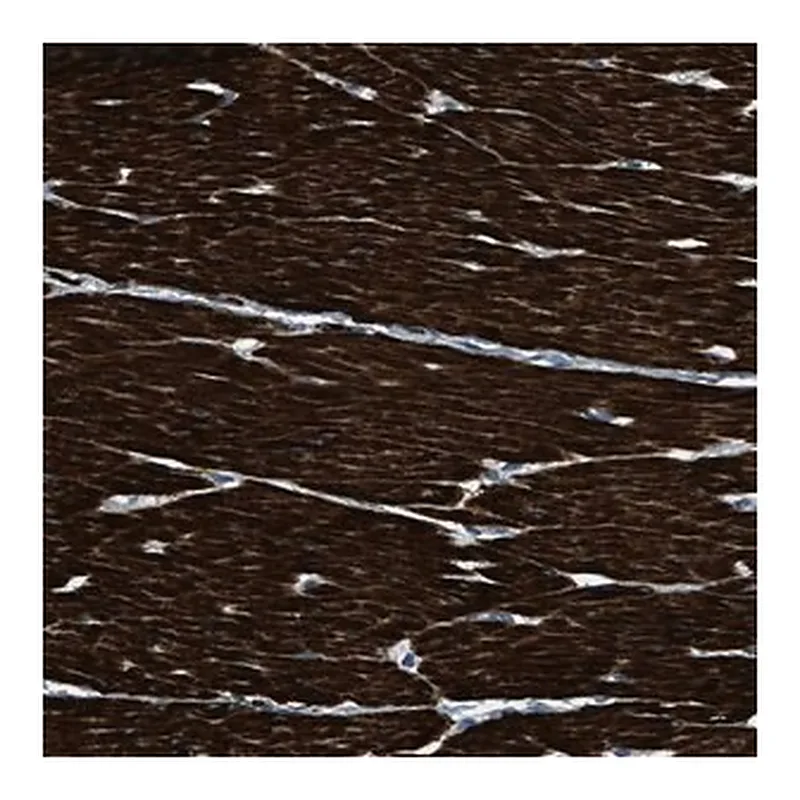Merck Anti-LMBR1 antibody produced in rabbit