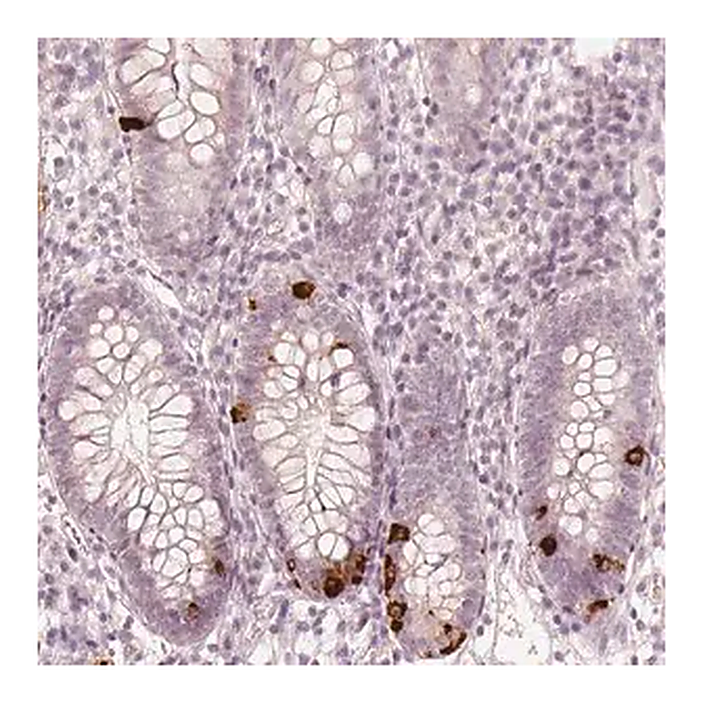 Merck Anti-NPSR1 antibody produced in rabbit