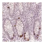 Merck Anti-NPSR1 antibody produced in rabbit