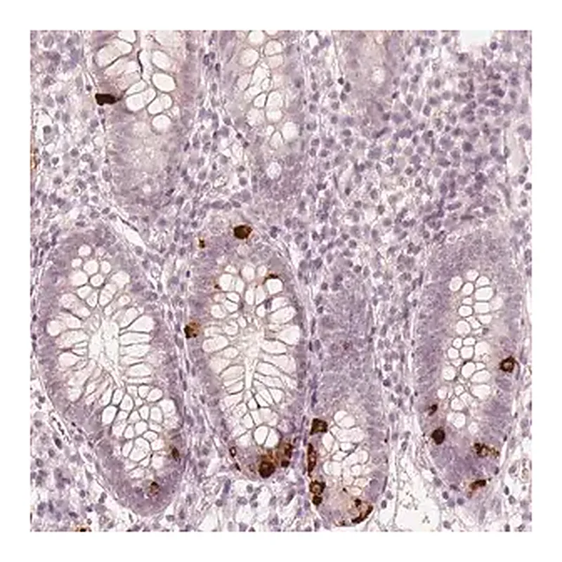 Merck Anti-NPSR1 antibody produced in rabbit