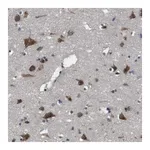Merck Anti-TMED2 antibody produced in rabbit