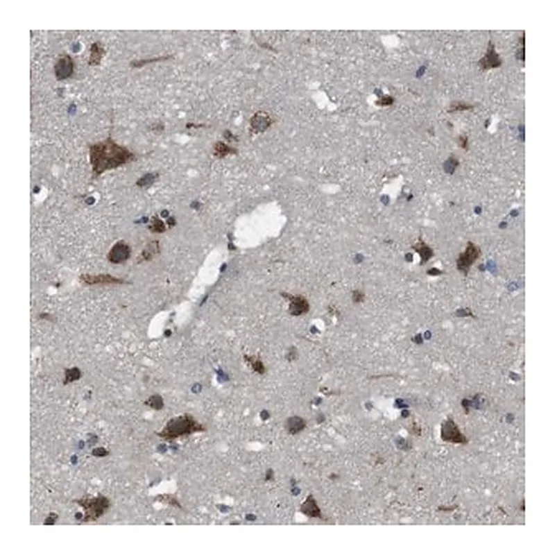 Merck Anti-TMED2 antibody produced in rabbit