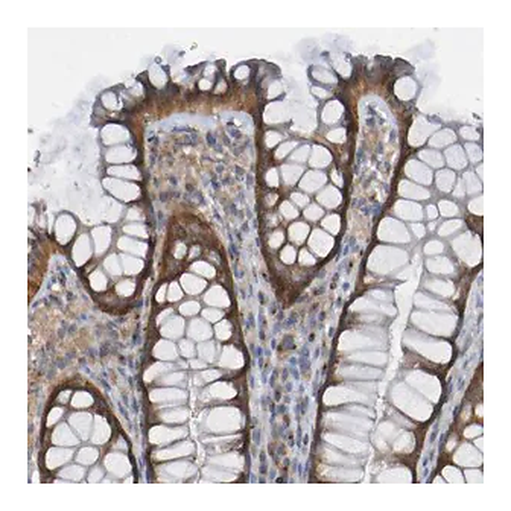 Merck Anti-LMBRD2 antibody produced in rabbit