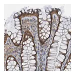 Merck Anti-LMBRD2 antibody produced in rabbit