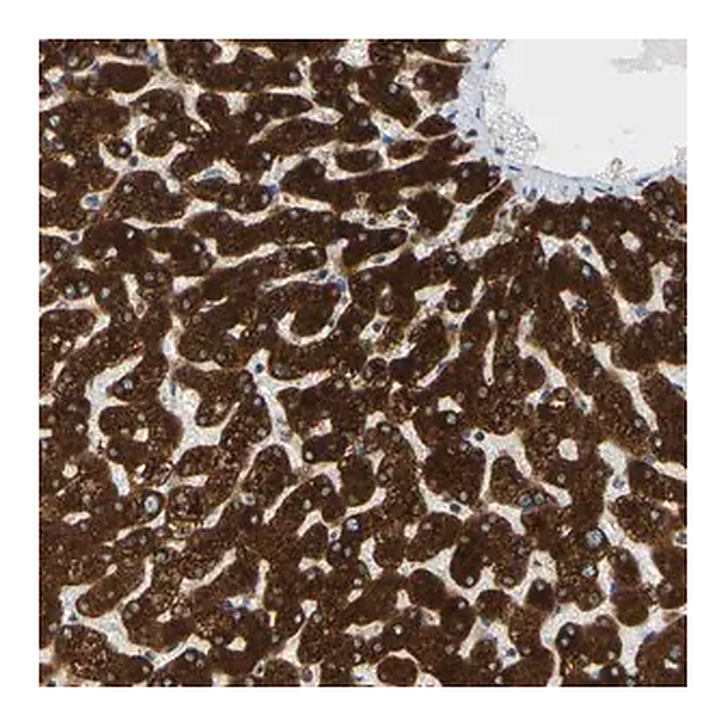 Merck Anti-MGST2 antibody produced in rabbit