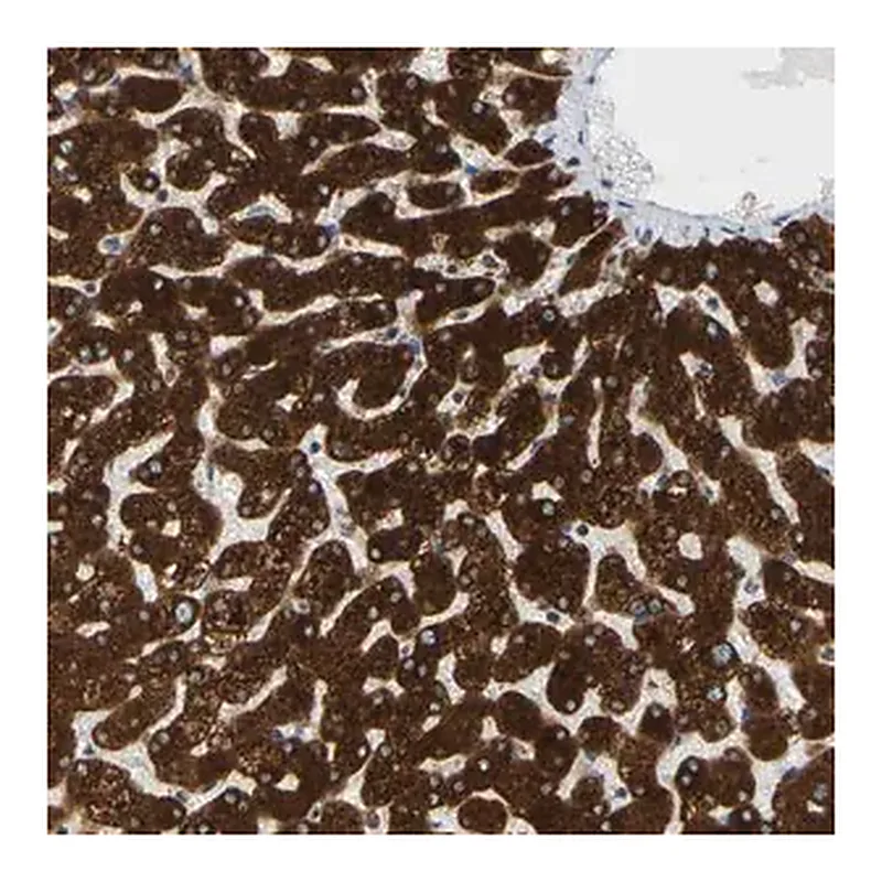 Merck Anti-MGST2 antibody produced in rabbit