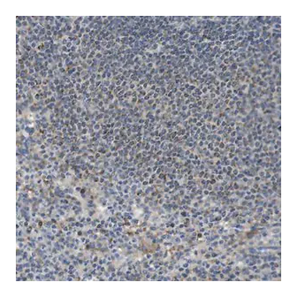 Merck Anti-MARCH1 antibody produced in rabbit