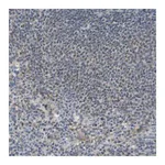 Merck Anti-MARCH1 antibody produced in rabbit