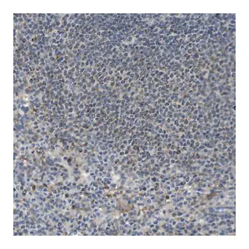 Merck Anti-MARCH1 antibody produced in rabbit