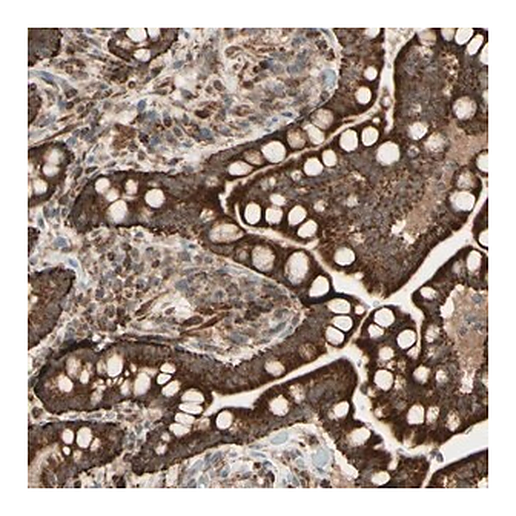 Merck Anti-DHRS3 antibody produced in rabbit