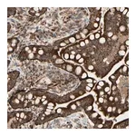 Merck Anti-DHRS3 antibody produced in rabbit