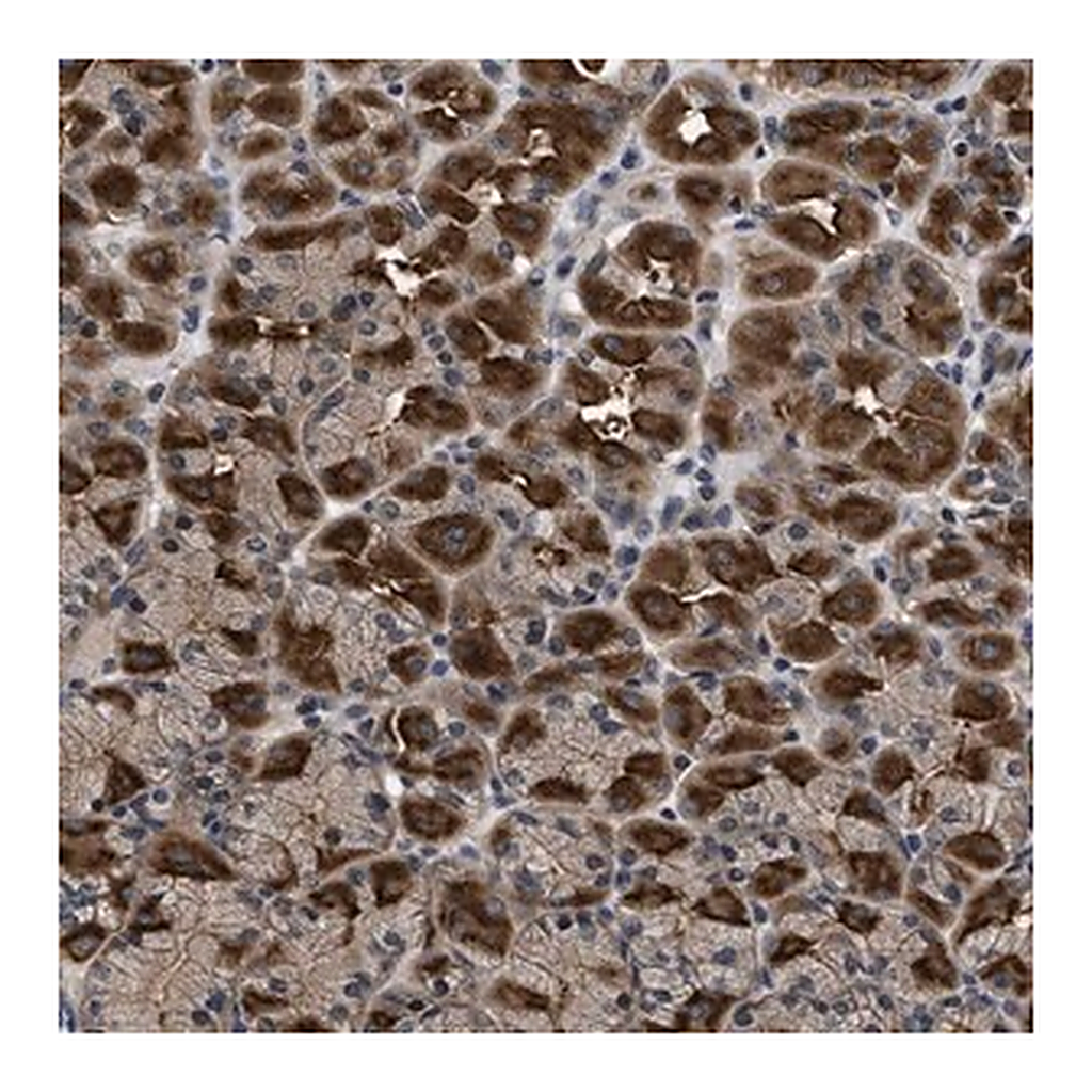 Merck Anti-DNAJC14 antibody produced in rabbit
