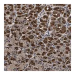 Merck Anti-DNAJC14 antibody produced in rabbit