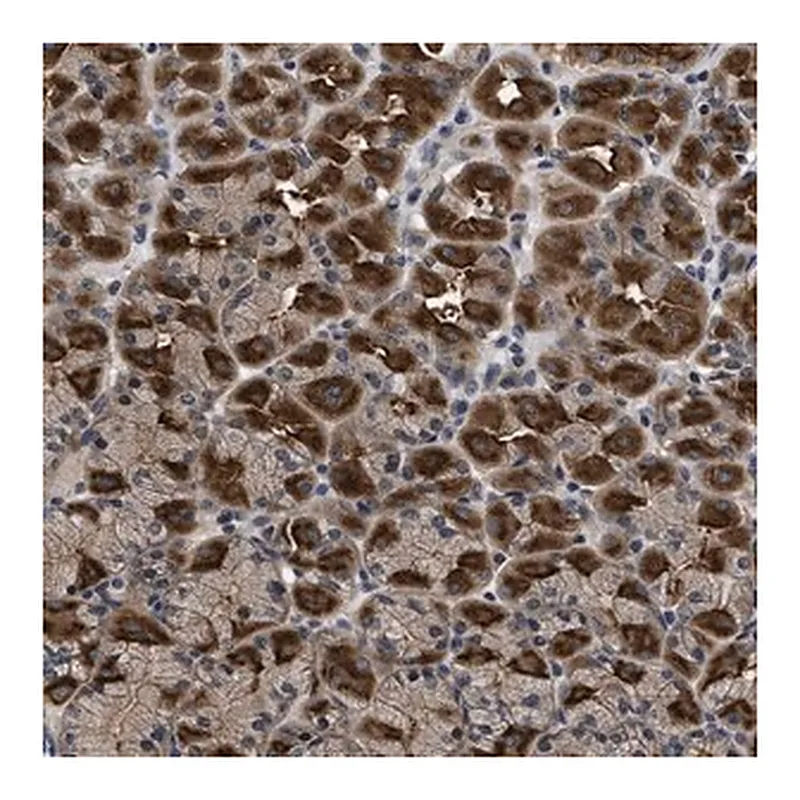 Merck Anti-DNAJC14 antibody produced in rabbit