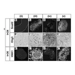 Merck Anti-OLIG3 antibody produced in rabbit