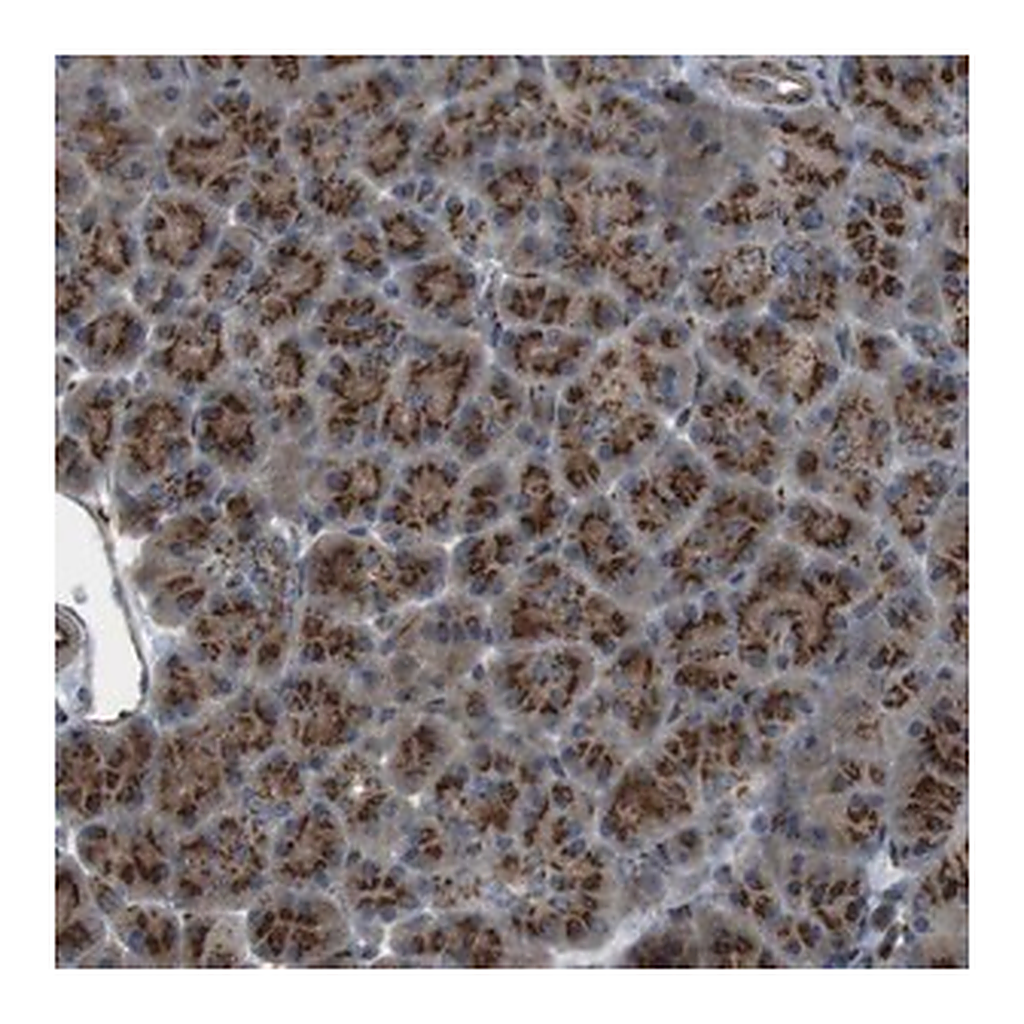 Merck Anti-TMEM115 antibody produced in rabbit