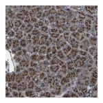 Merck Anti-TMEM115 antibody produced in rabbit