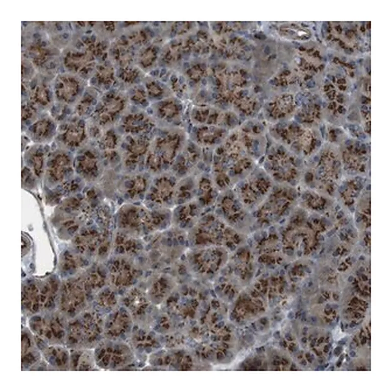 Merck Anti-TMEM115 antibody produced in rabbit