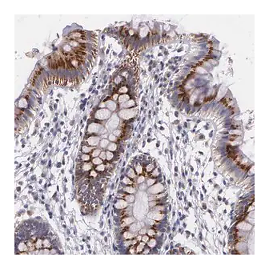 Merck Anti-ICK antibody produced in rabbit