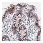 Merck Anti-ICK antibody produced in rabbit