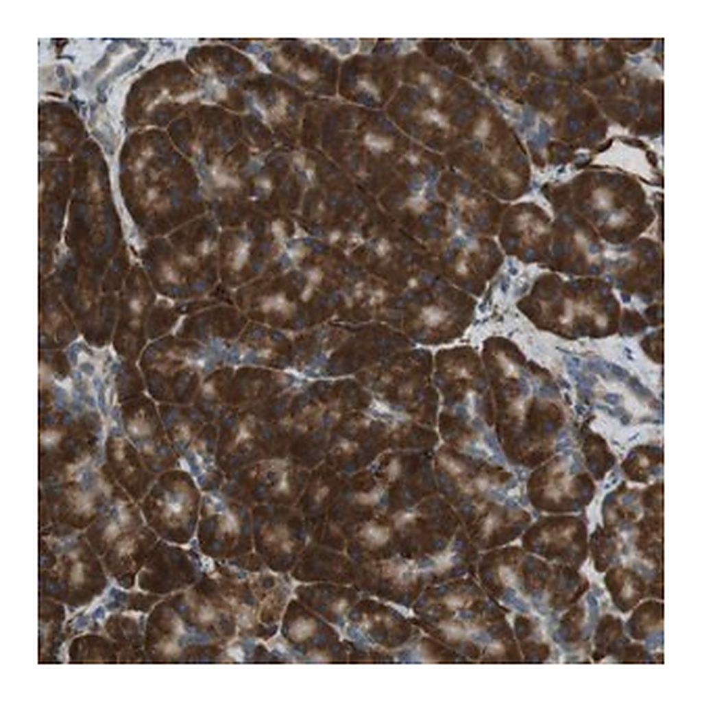 Merck Anti-C1orf27 antibody produced in rabbit
