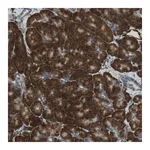 Merck Anti-C1orf27 antibody produced in rabbit