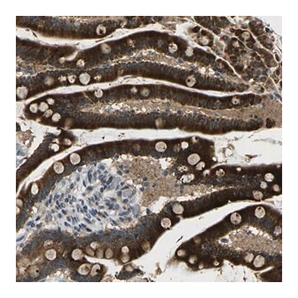 Merck Anti-KIAA1024L antibody produced in rabbit