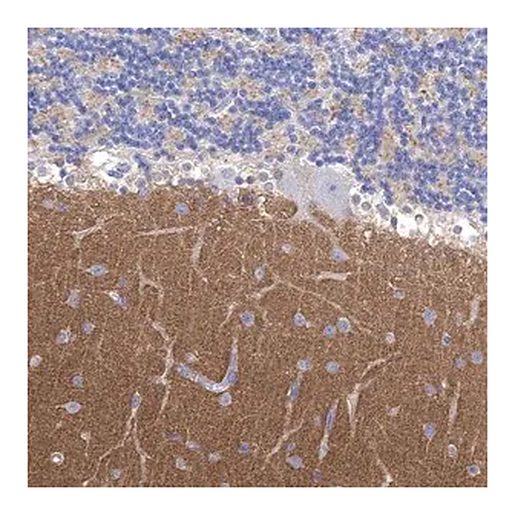 Merck Anti-SYT12 antibody produced in rabbit