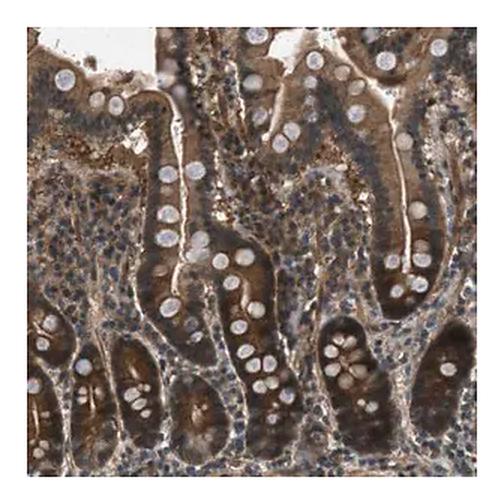 Merck Anti-EPSTI1 antibody produced in rabbit