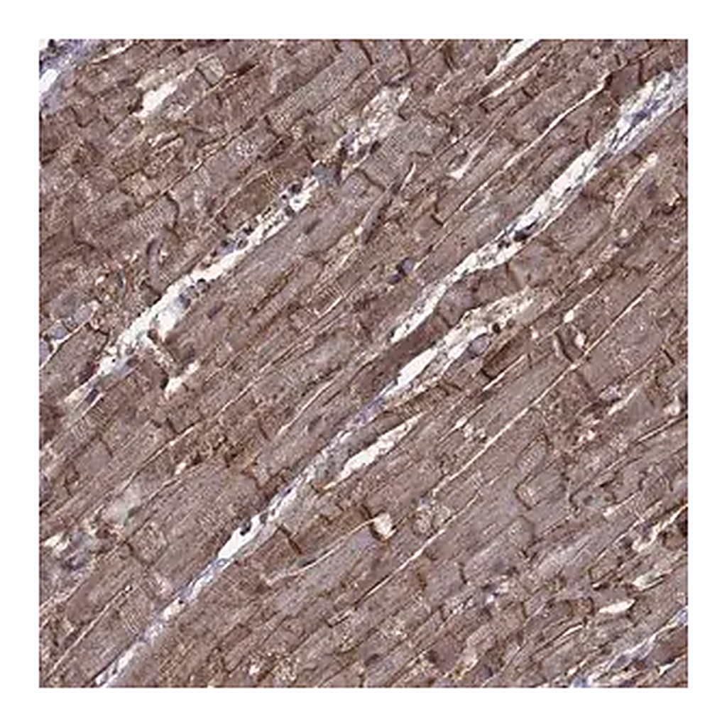 Merck Anti-ITGA7 antibody produced in rabbit